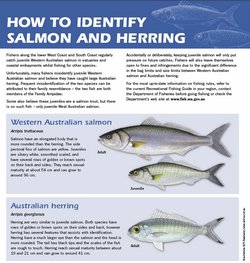 How to identify herring and juvenile salmon