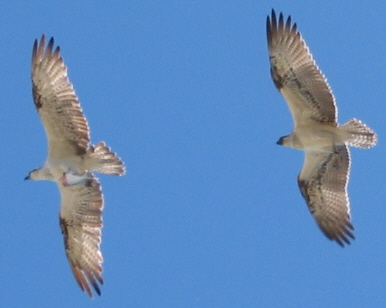 Ospreys soaring on the wind at Seabird.